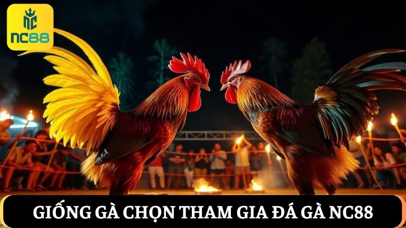 Các giống gà tham gia đá gà NC88