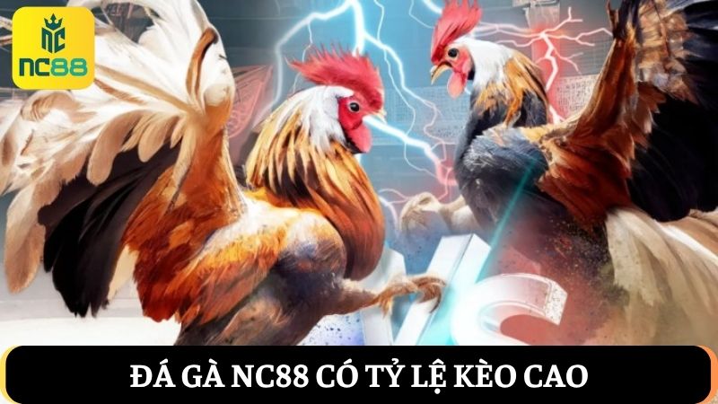 cập nhật kèo đá gà NC88